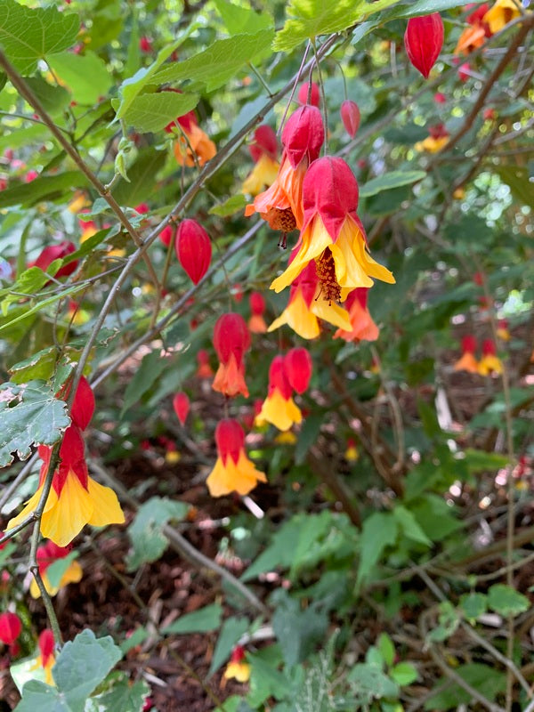Image of Abutilon megapotamicum taken at Juniper Level Botanic Gdn, NC by Lidia Churakova