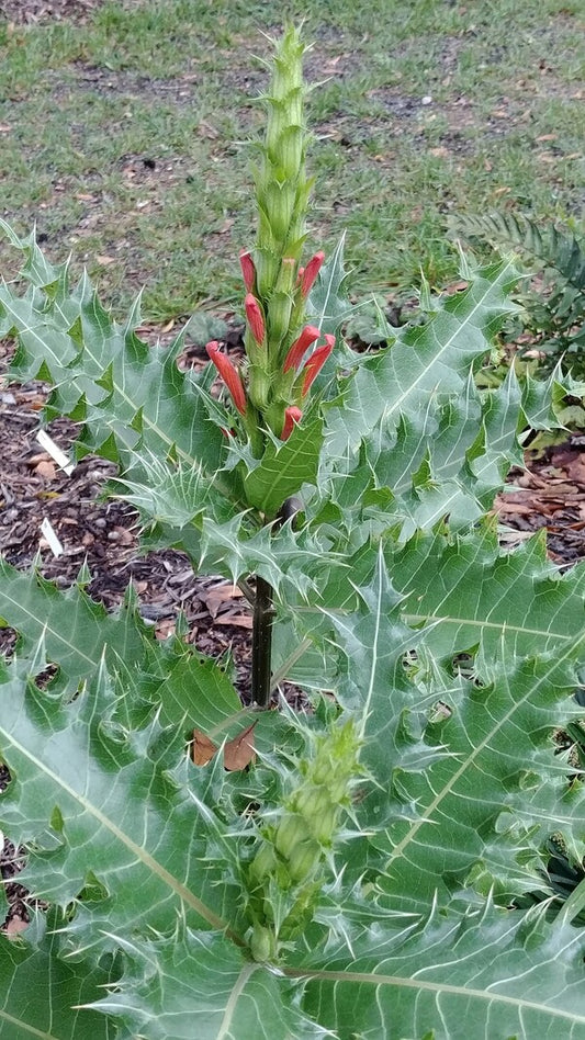 Image of Acanthus sennii taken at Juniper Level Botanic Gdn, NC by JLBG