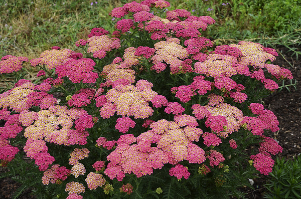 Image of Achillea 'Sassy Summer Taffy' PP 31,755 taken at Walters Gardens, MI by Walters Gardens