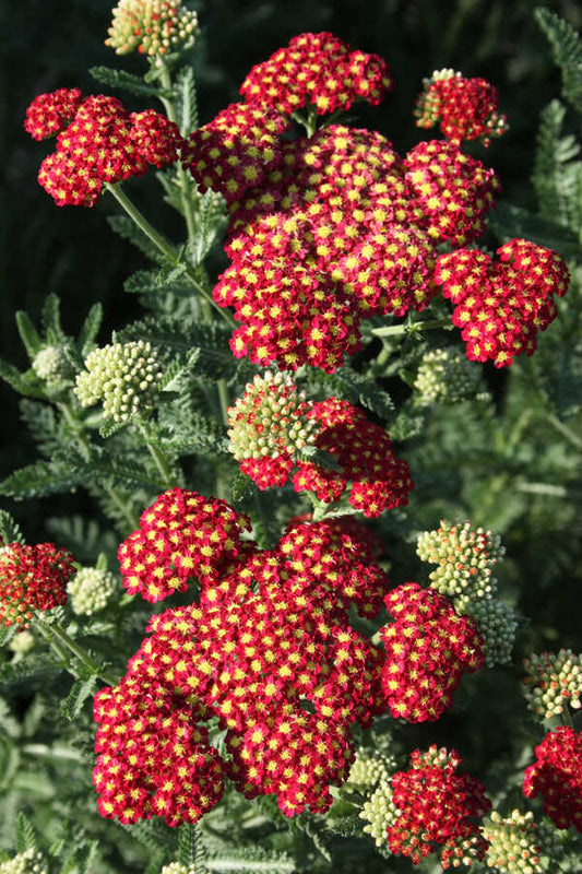 Image of Achillea 'Strawberry Seduction' PP 18,401 taken at Juniper Level Botanic Gdn, NC by JLBG