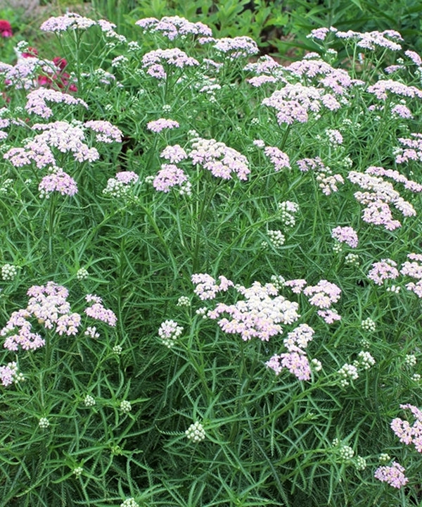Image of Achillea sibirica 'Japanese Lace' taken at Juniper Level Botanic Gdn, NC by JLBG