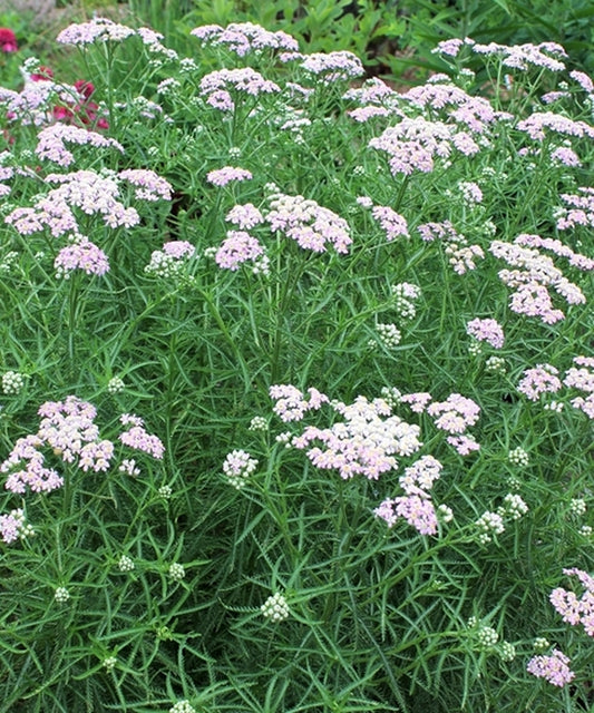 Image of Achillea sibirica 'Japanese Lace' taken at Juniper Level Botanic Gdn, NC by JLBG