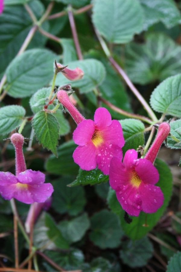 Image of Achimenes 'Harry Williams' taken at Juniper Level Botanic Gdn, NC by JLBG