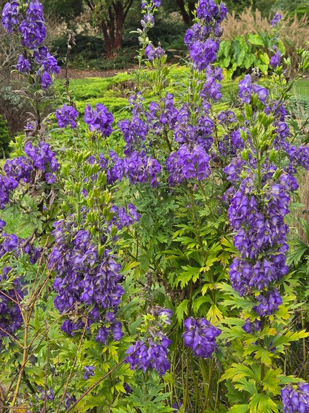 Image of Aconitum superbum 'Kupres' taken at Juniper Level Botanic Gdn, NC by JLBG