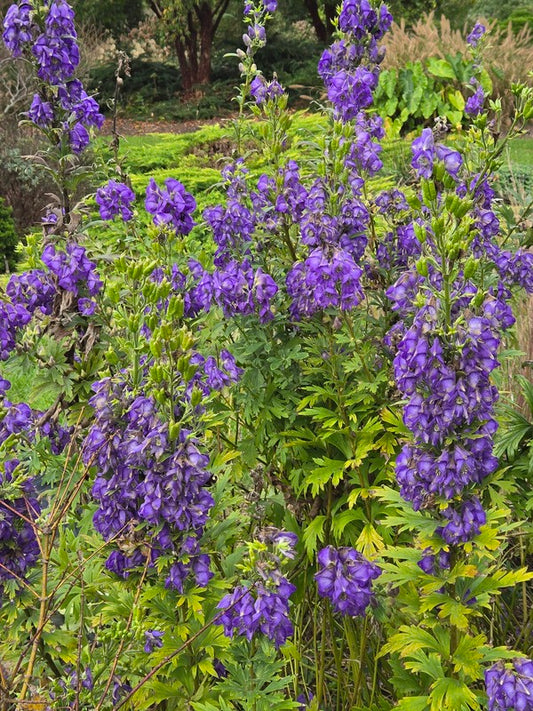 Image of Aconitum superbum 'Kupres' taken at Juniper Level Botanic Gdn, NC by JLBG