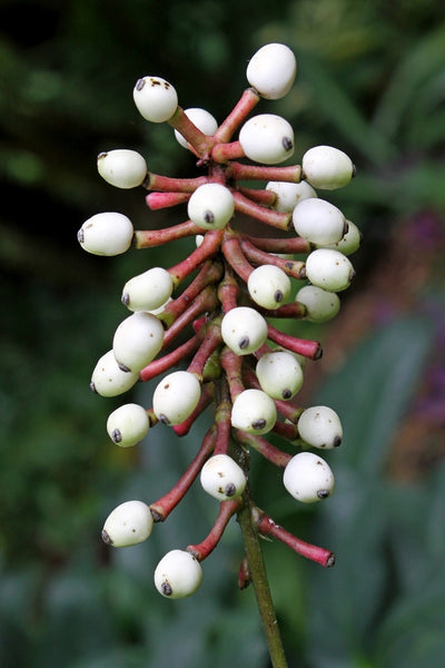Learn about Actaea pachypoda 'Monroe' | Monroe Doll Eyes