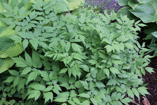 Image of Actaea racemosa taken at Juniper Level Botanic Gdn, NC by JLBG