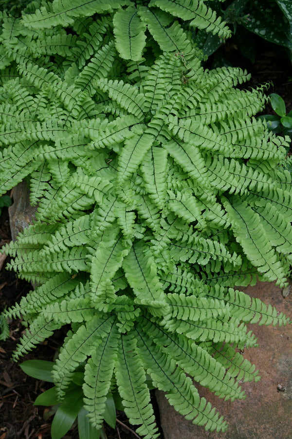 Image of Adiantum aleuticum 'Imbricatum' taken at Juniper Level Botanic Gdn, NC by JLBG