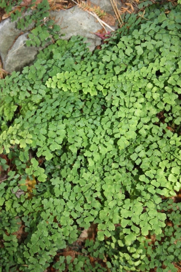 Image of Adiantum capillus-veneris 'Bermuda Run' taken at Juniper Level Botanic Gdn, NC by JLBG