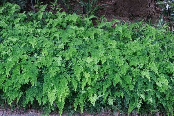 Image of Adiantum capillus-veneris 'Bermuda Run' taken at Juniper Level Botanic Gdn, NC by JLBG