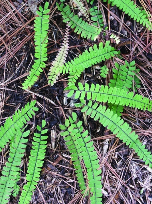 Image of Adiantum caudatum coll. #TLC-008 taken at Juniper Level Botanic Gdn, NC by JLBG