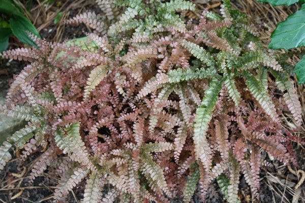 Image of Adiantum hispidulum 'Mt. Haleakala' taken at Juniper Level Botanic Gdn, NC by JLBG