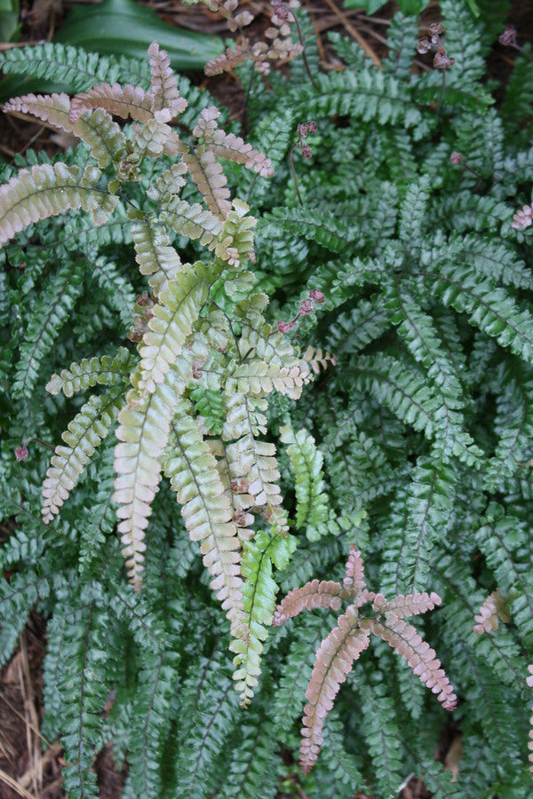 Image of Adiantum hispidulum 'Mt. Haleakala' taken at Juniper Level Botanic Garden, Raleigh NC by JLBG