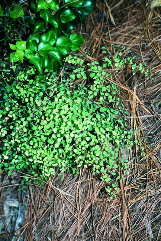 Image of Adiantum poiretii var. poiretii 'Argentine Lace' taken at Juniper Level Botanic Gdn, NC by JLBG
