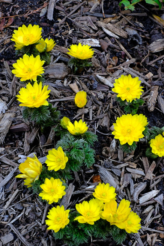 Image of Adonis amurensis 'Fukujukai' taken at Juniper Level Botanic Gdn, NC by JLBG