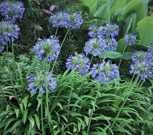Image of Agapanthus 'Ellamae' taken at Juniper Level Botanic Gdn, NC by JLBG