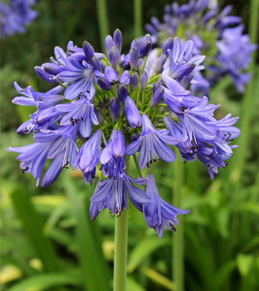 Image of Agapanthus 'Ellamae' taken at Juniper Level Botanic Garden, Raleigh NC by JLBG