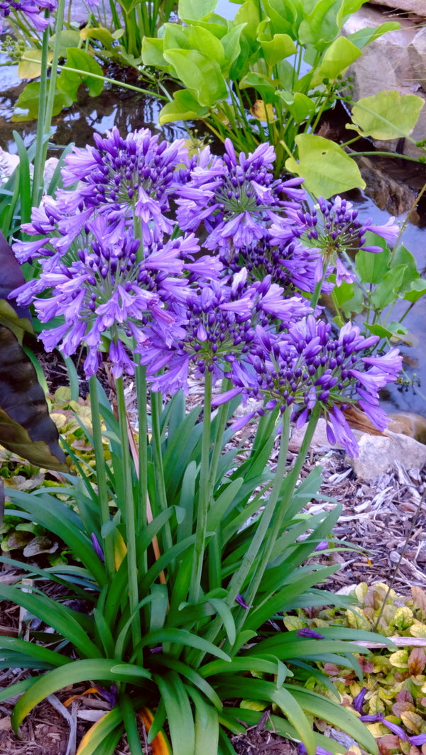 Image of Agapanthus 'Ever Amethyst' PP 30,163 taken at Juniper Level Botanic Gdn, NC by JLBG