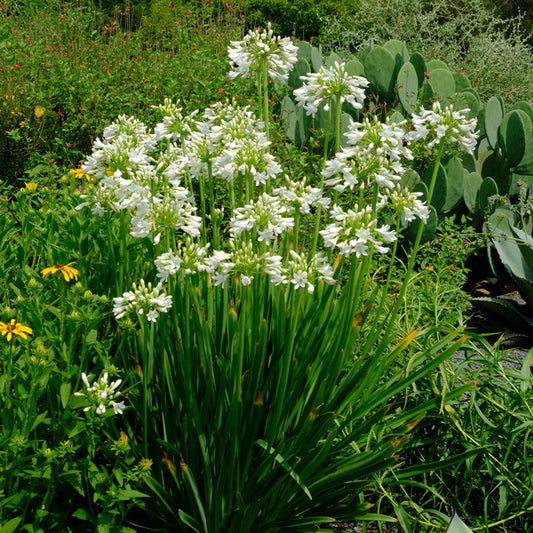 Image of Agapanthus 'Galaxy White' PP 31,431 taken at Juniper Level Botanic Gdn, NC by JLBG