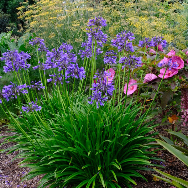 Image of Agapanthus 'Navy Blue' taken at Juniper Level Botanic Gdn, NC by JLBG