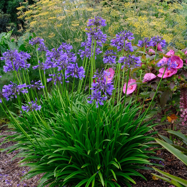Image of Agapanthus 'Navy Blue' taken at Juniper Level Botanic Gdn, NC by JLBG