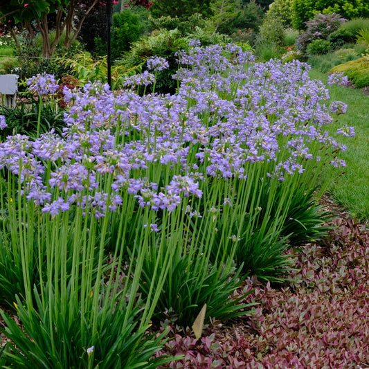 Image of Agapanthus 'Prolific Blue' taken at Juniper Level Botanic Gdn, NC by JLBG