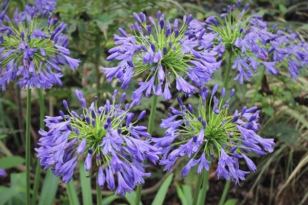 Image of Agapanthus 'Stevie's Wonder' taken at Juniper Level Botanic Gdn, NC by JLBG