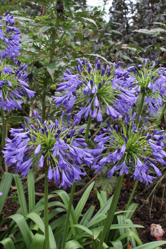 Image of Agapanthus 'Stevie's Wonder' taken at Juniper Level Botanic Gdn, NC by JLBG