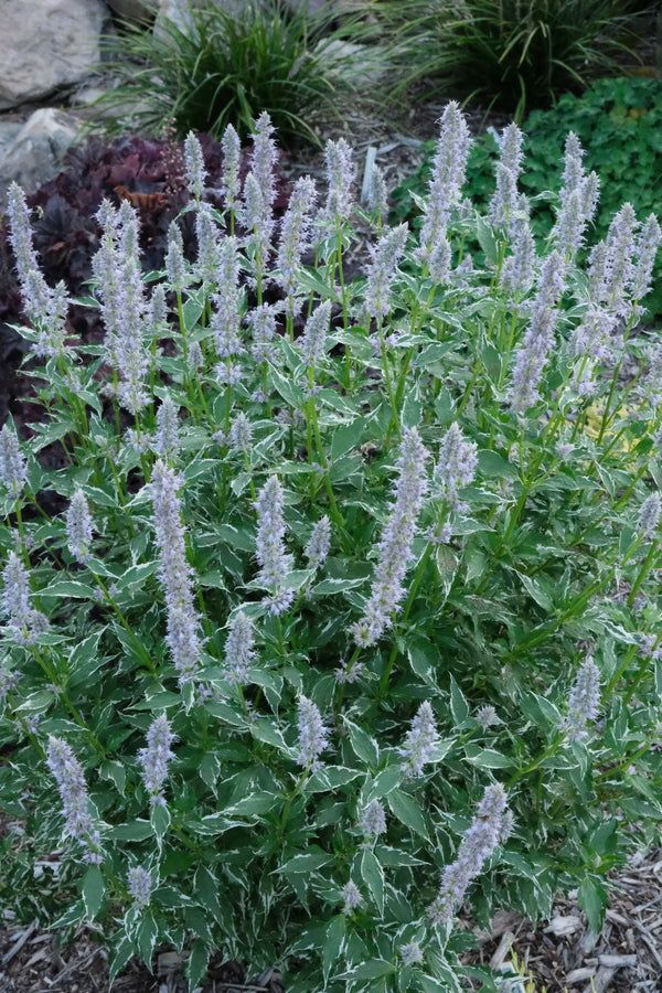 Image of Agastache 'Crazy Fortune' PP 31,364 taken at Juniper Level Botanic Gdn, NC by JLBG