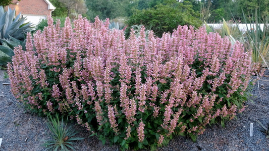 Image of Agastache 'Pink Pearl' PP 36,637 taken at Juniper Level Botanic Gdn, NC by JLBG