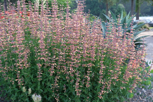 Image of Agastache 'Queen Nectarine' PP 34,896 taken at Juniper Level Botanic Gdn, NC by JLBG