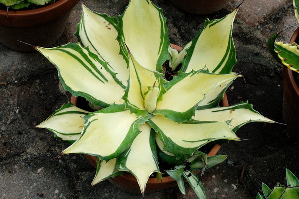 Image of Agave 'Bareback Rider' taken at Juniper Level Botanic Gdn, NC by JLBG