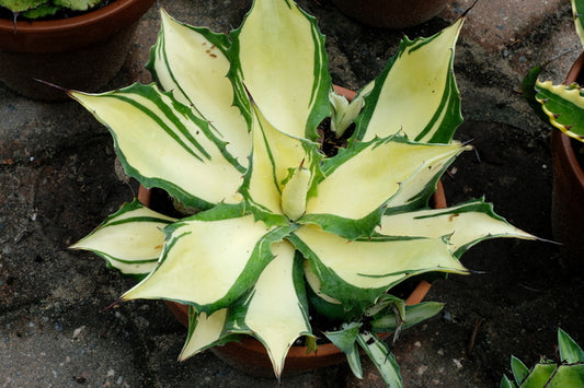 Image of Agave 'Bareback Rider' taken at Juniper Level Botanic Gdn, NC by JLBG