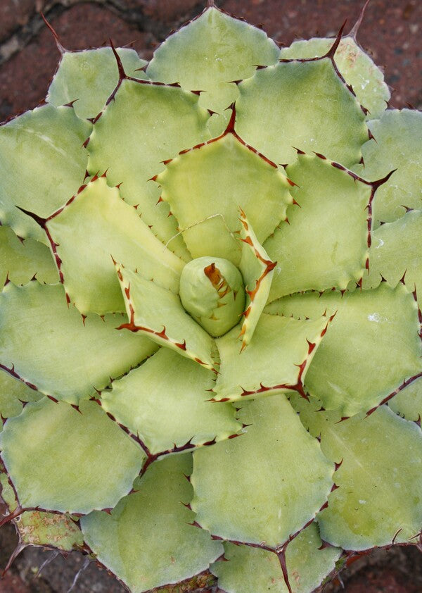 Image of Agave 'Bleached Blonde'