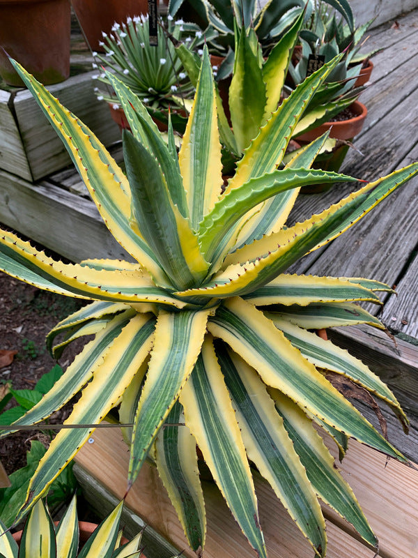 Image of Agave 'Cornelius' taken at Juniper Level Botanic Garden, Raleigh NC by Lidia Churakova