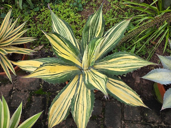 Image of Agave 'Craziness' taken at Juniper Level Botanic Gdn, NC by JLBG