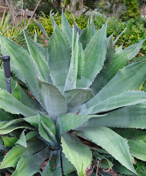 Image of Agave 'Crazy Horse' taken at Juniper Level Botanic Garden, Raleigh NC by JLBG