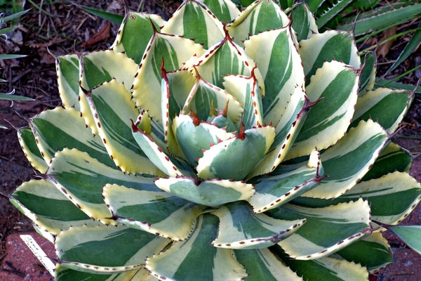 Image of Agave 'Desert Diamond' PP 26,384 taken at Juniper Level Botanic Gdn, NC by JLBG