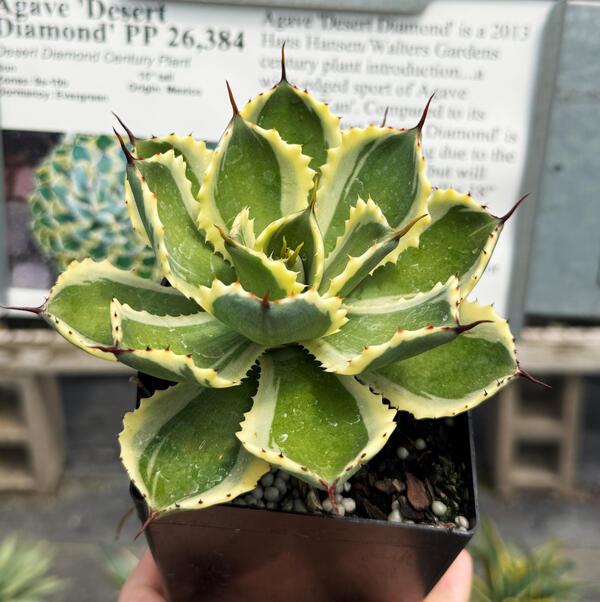 Image of Agave 'Desert Diamond' PP 26,384
