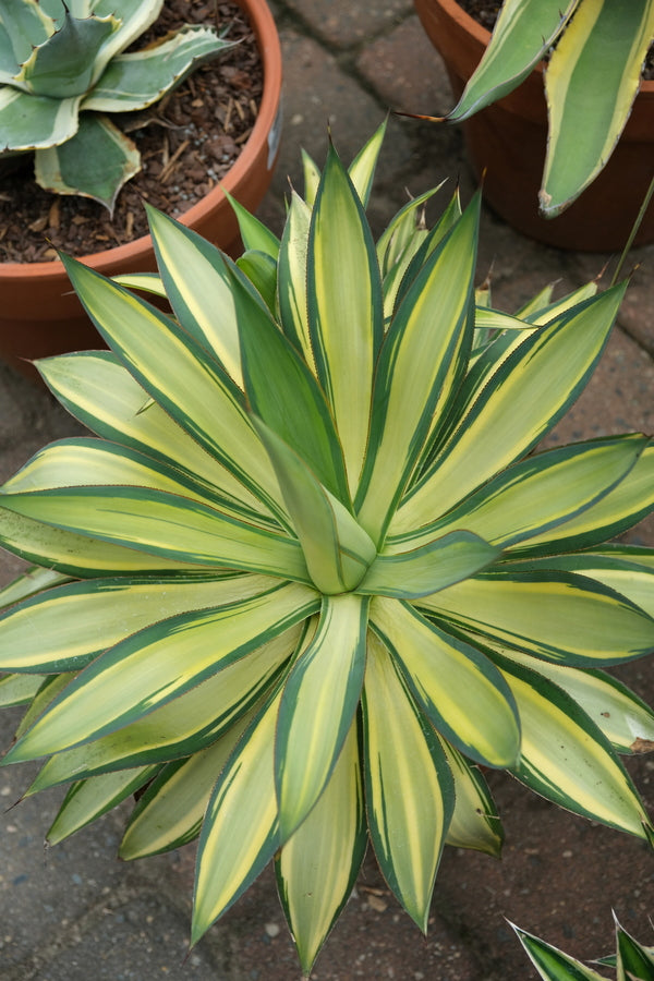 Image of Agave 'Desert Lightning' taken at Juniper Level Botanic Gdn, NC by JLBG