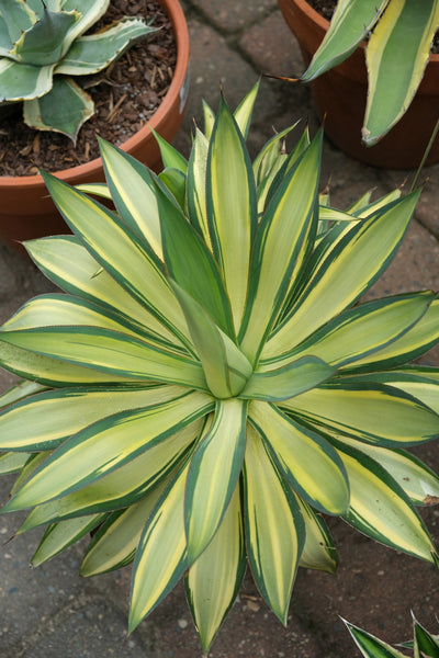アガベ Agave parryi 'Desert Delight' 249 Agave parryi Desert Delight | Desert Delight Century Plant