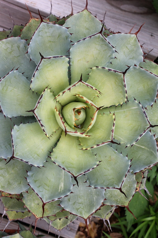 Image of Agave 'Golden Glow' taken at Juniper Level Botanic Gdn, NC by JLBG