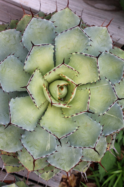 golden agave Agave Golden Glow