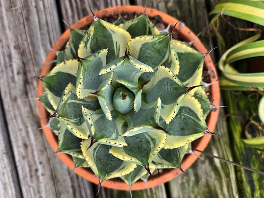 Image of Agave 'Good Morning' taken at Juniper Level Botanic Gdn, NC by JLBG