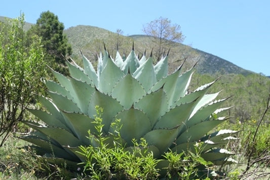 Image of Agave 'Huasteca Giant' taken at In Situ, Mexico by G. Starr