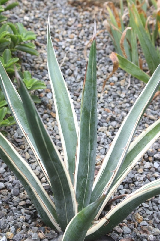Image of Agave albomarginata 'Hakuro Shiro Fukurin' taken at Juniper Level Botanic Gdn, NC by JLBG