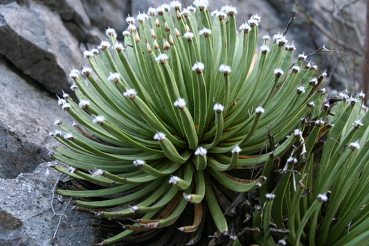 Image of Agave albopilosa taken at Huasteca Canyon, Mexico by G. Starr