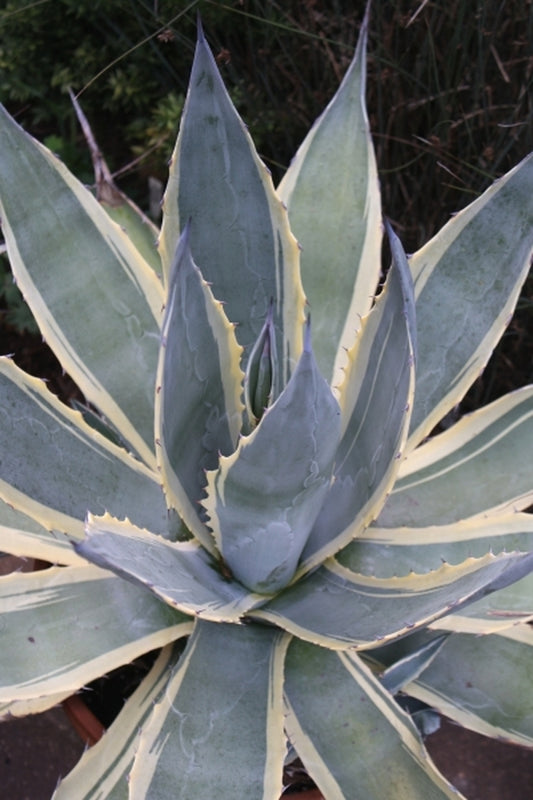 Image of Agave americana 'Marshmallow Cream' taken at Juniper Level Botanic Gdn, NC by JLBG