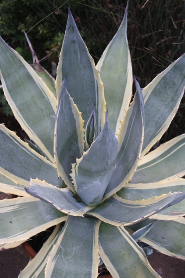 Image of Agave americana 'Marshmallow Cream' taken at Juniper Level Botanic Gdn, NC by JLBG