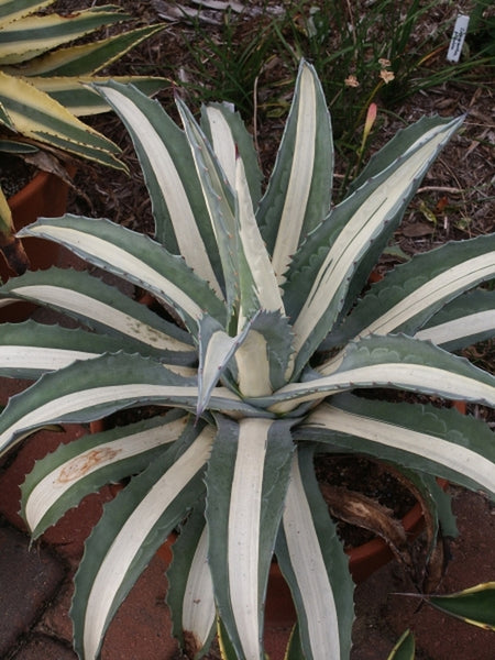 Learn about Agave americana 'Mediopicta Alba' | White-Centered Mexican  Century Plant